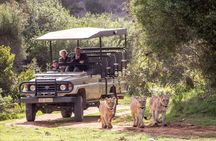 Wildlife Safari in the Garden Route - 4 Days