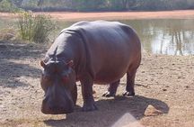 Wildlife Safari in the Garden Route - 4 Days