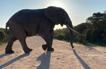 Wildlife Safari in the Garden Route - 4 Days