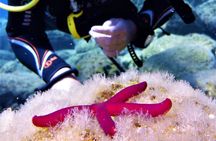 Private Scuba Diving Experience in Mandraki