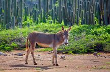 Washington Slagbaai National Park Tour in Bonaire