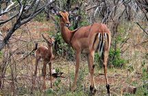 Classic Kruger National Park