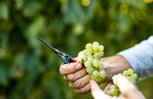 Visit and wine tasting at Tenuta La Cà