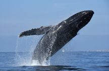 Whale Watching Adventure