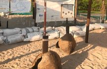 Sea Turtle Release – A Puerto Vallarta Conservation Adventure