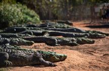 Malcolm Douglas Crocodile Park Tour Including Transportation