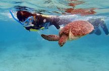 Snorkel/Swim with the Turtles Experience