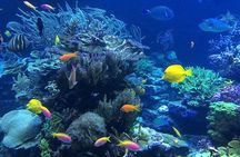 Cozumel Three Reefs Snorkeling Tour by Boat with Lunch and Drinks