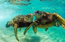 Snorkel/Swim with the Turtles Experience