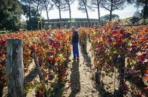 Pompeii Visit with Food and Wine tasting near Mt. Vesuvius