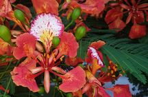 PRIVATE Welcome to Key West Walking Tour