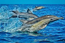 Dolphin Tour, Jozani Forest, Kuza Cave, The Rock, Salaam Cave