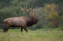 Yellowstone Full Day Private Tour & Hike - Pickup from Gardiner