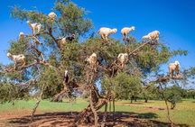 Full-Day Private Tour to Essaouira from Marrakech