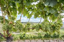 Private, Customized Sonoma Valley Wine Tour