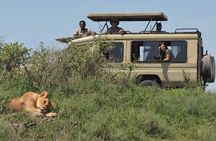 5-Days Private Midrange Safari: Serengeti, Ngorongoro & Manyara