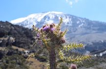 Machame Route 7 Days 6 Nights /Kilimanjaro Climb 