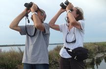 Birdwatching by boat in a small group in the Pialassa Baiona