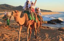 Cabo San Lucas Camel Ride and Encounter on Beach and Desert
