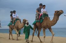 Cabo San Lucas Camel Ride and Encounter on Beach and Desert
