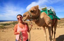 Cabo San Lucas Camel Ride and Encounter on Beach and Desert