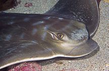 Full-Day Scuba Dive Charter: Hammerhead Experience from Warkworth