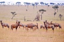3 Days 2 Nights Nyerere National park Lodge Wildlife Safari
