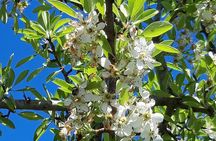 Discovering the Land of the Centenaries and swimming in the Natural Pools