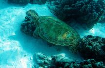 Moorea Lagoon Tour by Transparent Kayak