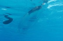 Moorea Lagoon Tour by Transparent Kayak