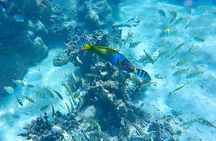 Half-Day Muri Lagoon BBQ Lunch Cruise including Snorkeling