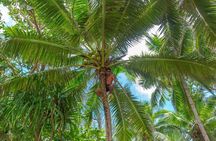 Half-Day Muri Lagoon BBQ Lunch Cruise including Snorkeling