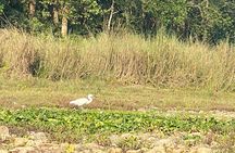Chitwan Jungle Safari Tour
