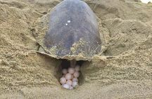 4 in 1 Tour - Mazunte, Cacao Factory, La Ventanilla National Park & Turtle Spawn