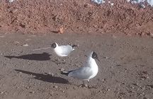 Tatio Geysers