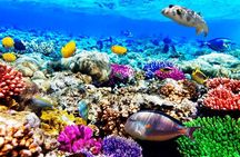 Starfish Beach; The Rock; Paje Beach; Jozani Forest; Salaam Cave