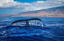 Whale Watching