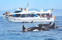 Whale Watching