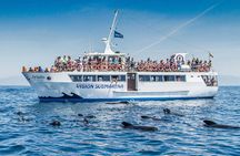 Whale Watching