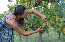 The Wine Route from San Juan