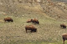 Exclusive Private Yellowstone Adventure: Explore The Lower Loop
