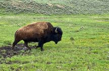 Exclusive Private Yellowstone Adventure: Explore The Lower Loop