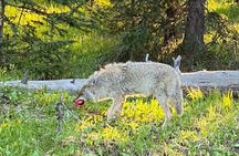 Exclusive Private Yellowstone Adventure: Explore The Lower Loop