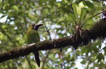 Birdwatching Tour: unlock the wonder, whether beginner or advanced