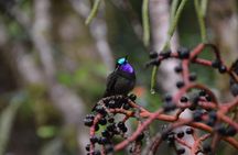 Birdwatching Tour: unlock the wonder, whether beginner or advanced