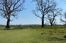 Nature Walk in Chitwan Jungle Safari with Guide
