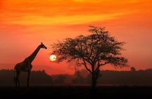 4-Day Basic Safari with Serengeti, Ngorongoro, & Tarangire 