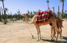 Camel ride in Marrakech Palm Grove