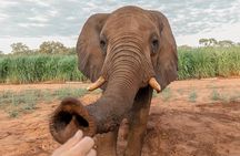 Elephant Encounter at Victoria Falls National Park