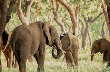 Elephant Encounter at Victoria Falls National Park